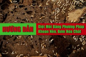 Huong Dan Cach Tu Diet Moi Bang Phuong Phap Sinh Hoc