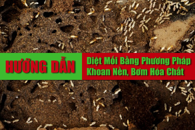 Huong Dan Cach Tu Diet Moi Bang Phuong Phap Sinh Hoc