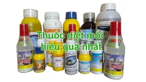Tổng hợp những loại thuốc diệt mối hiệu quả nhất